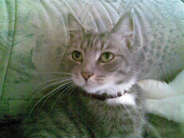 Blanding af racer Cleopatra *R.I.P* billede 1