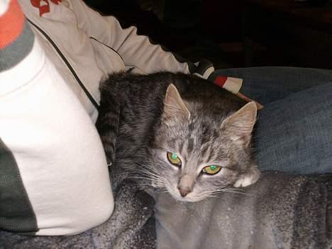 Blanding af racer Cleopatra *R.I.P* billede 2