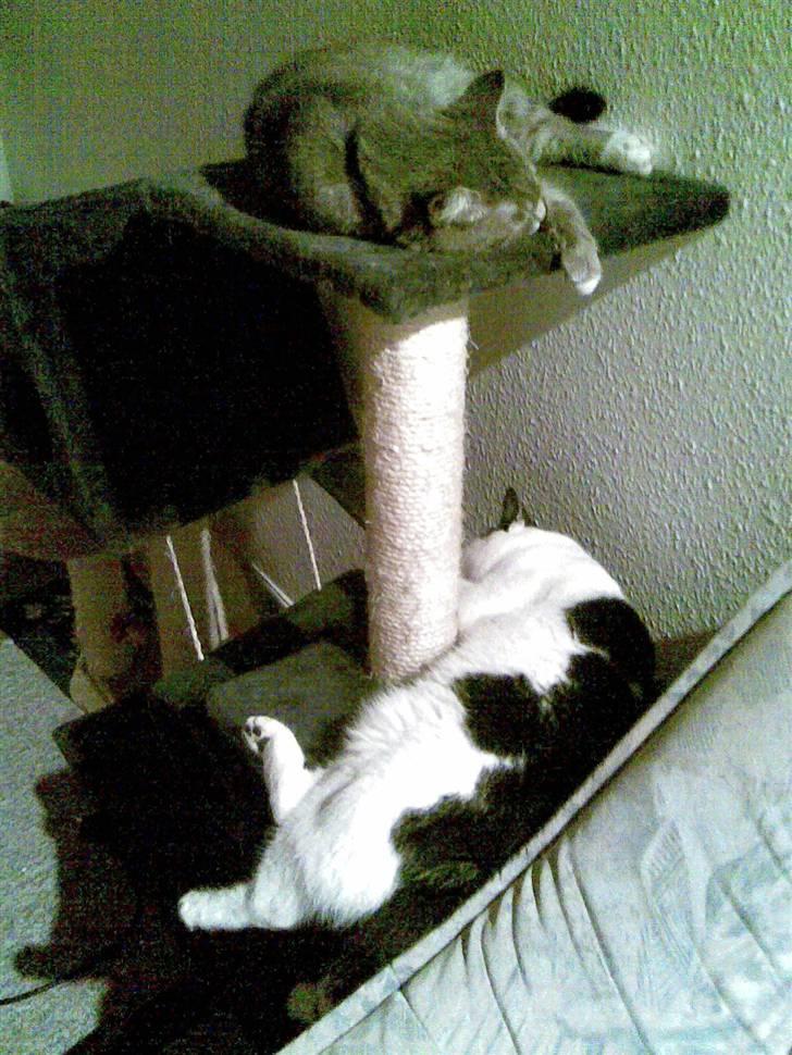 Blanding af racer Cleopatra *R.I.P* billede 3