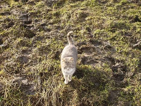 Blanding af racer Cleopatra *R.I.P* billede 4