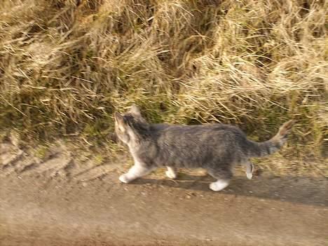 Blanding af racer Cleopatra *R.I.P* billede 5