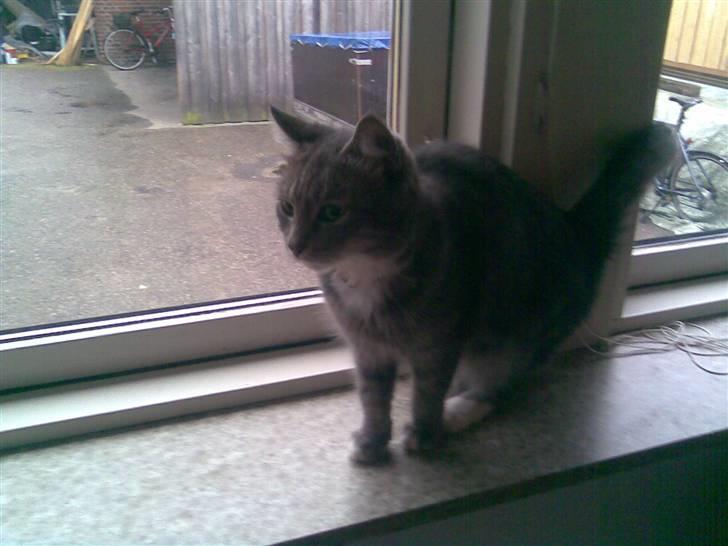 Blanding af racer Cleopatra *R.I.P* billede 6