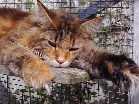 Maine Coon Rushcutter's Jelly Jewel billede 12