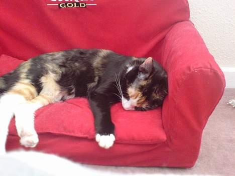 Blanding af racer Jessy - Sådan ser man ud når man elsker sin sofa:) billede 16