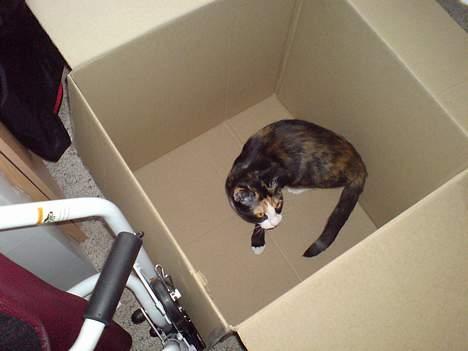 Blanding af racer Jessy - Jessy har kassemani....! billede 17