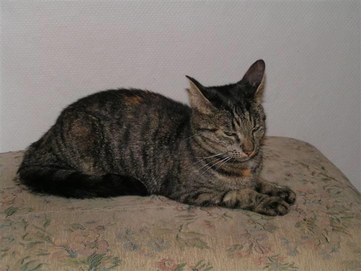 Huskat Poxy (nyt hjem) billede 9