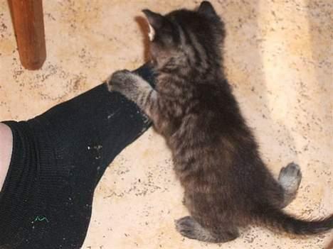 Huskat Poxy (nyt hjem) - "Aargh, dø fjendtlige menneskefod!" :D billede 10