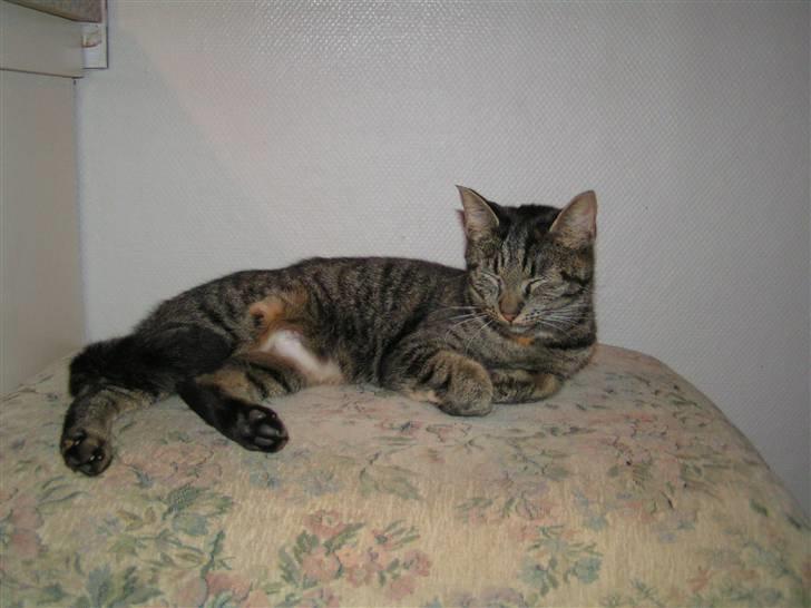 Huskat Poxy (nyt hjem) billede 11