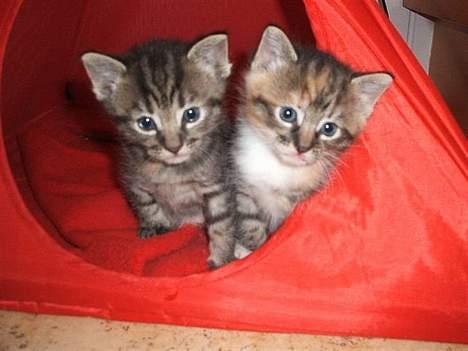 Huskat Poxy (nyt hjem) - Poxy og hans søde bror :P billede 12