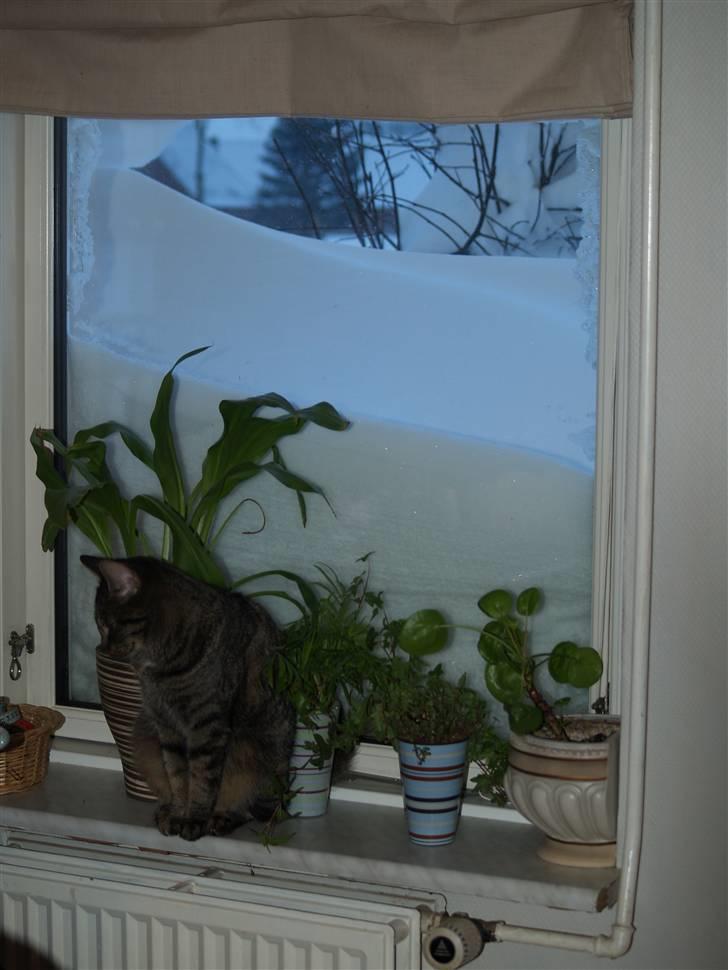 Huskat Poxy (nyt hjem) - Poxy, indenfor i den trælse snestorm 2010 :P billede 13