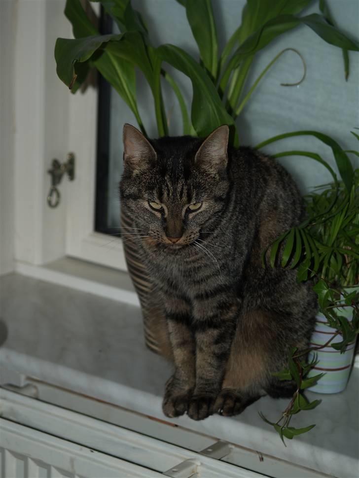 Huskat Poxy (nyt hjem) billede 14