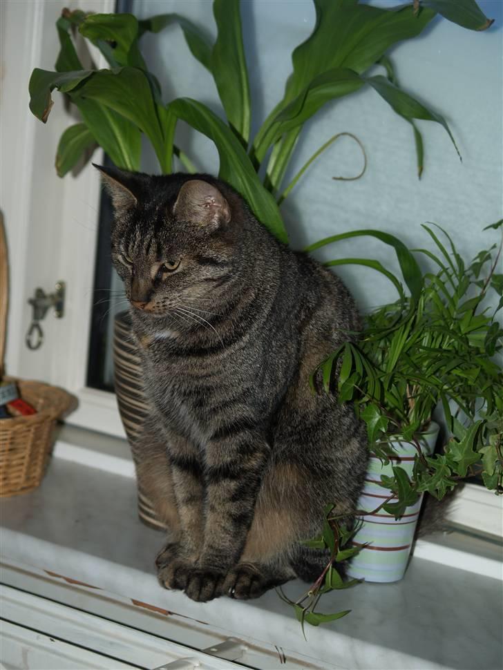 Huskat Poxy (nyt hjem) billede 15