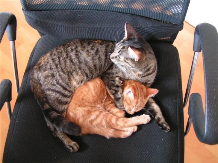 Huskat Poxy (nyt hjem) - Poxy og Yoda putter :) billede 16