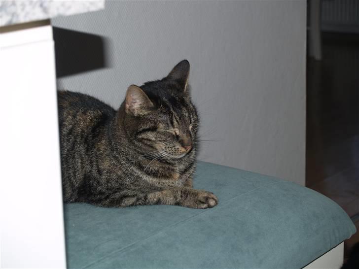 Huskat Poxy (nyt hjem) billede 17