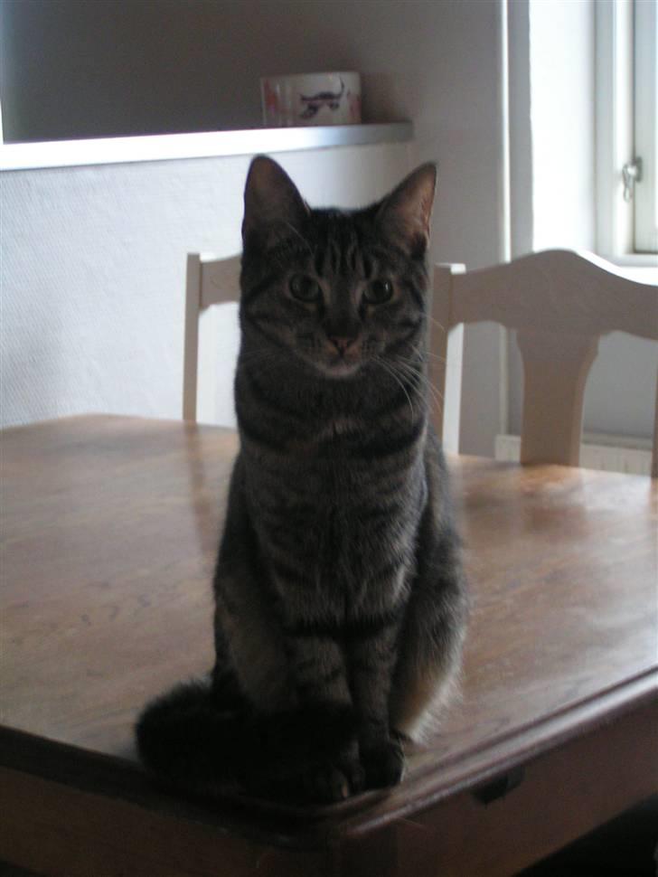 Huskat Poxy (nyt hjem) billede 18