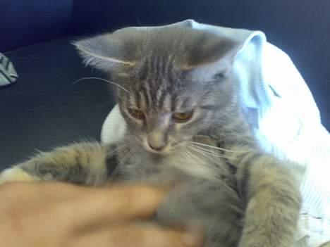 Maine Coon Tove billede 1