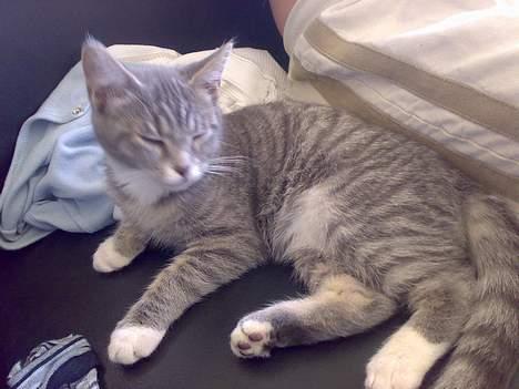 Maine Coon Tove billede 2