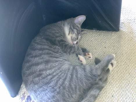 Maine Coon Tove billede 3