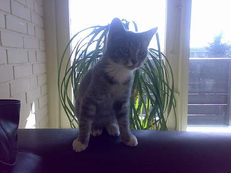 Maine Coon Tove billede 4