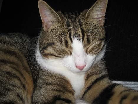 Huskat Pelle billede 1