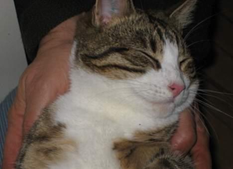 Huskat Pelle billede 2