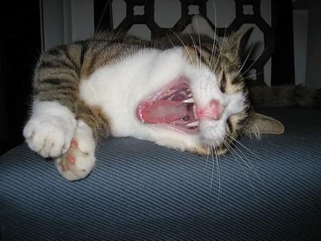 Huskat Pelle billede 3