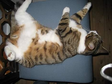 Huskat Pelle billede 4