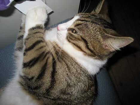 Huskat Pelle billede 5