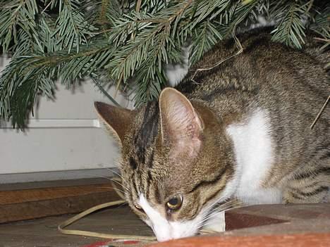 Huskat Pelle billede 6