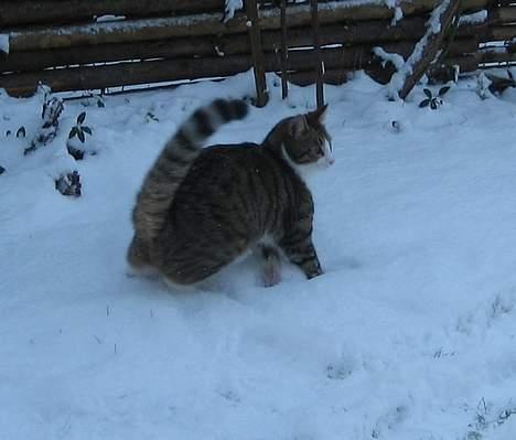 Huskat Pelle billede 7