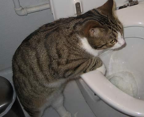 Huskat Pelle billede 8