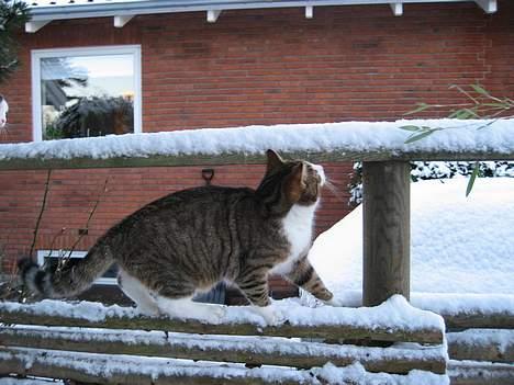 Huskat Pelle billede 9