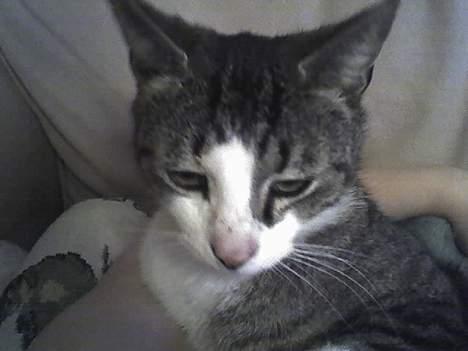 Huskat stribe - der kommer flere billeder billede 1