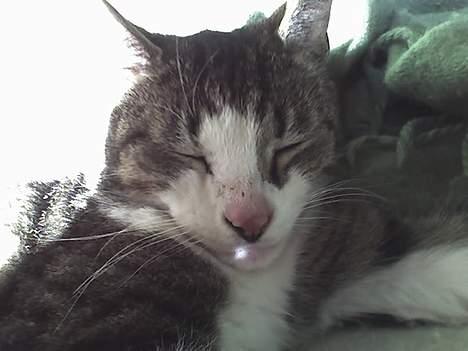 Huskat stribe - der kommer flere billeder billede 2