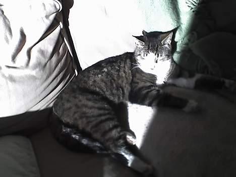 Huskat stribe - der kommer flere billeder billede 3