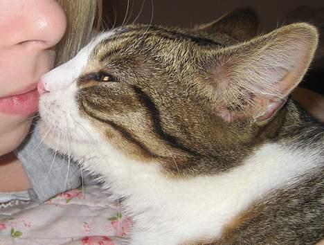 Huskat Pelle billede 10