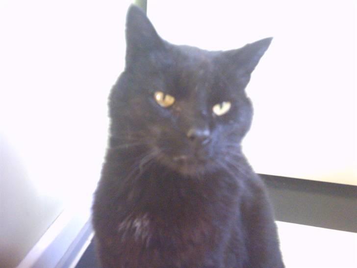 Huskat Fede (Død) :'( - Sidder du bare li´ og kigger :D billede 6