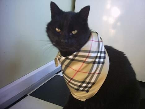 Huskat Fede (Død) :'( - Nåh, har du li´ fået tørklæde på hva´? ;D billede 7