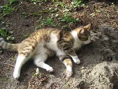 Huskat Pelle billede 11