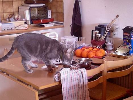 Huskat Ib - mmmm... mad billede 2