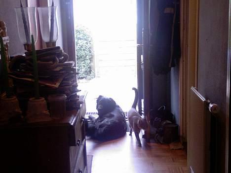 Huskat Ib - Ib og min gamle hund Joyce billede 3