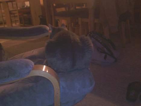 Huskat Ib - Gider ikk snakke nu!! :D billede 4