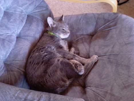 Huskat Ib - sådan ligger jeg bedst billede 5