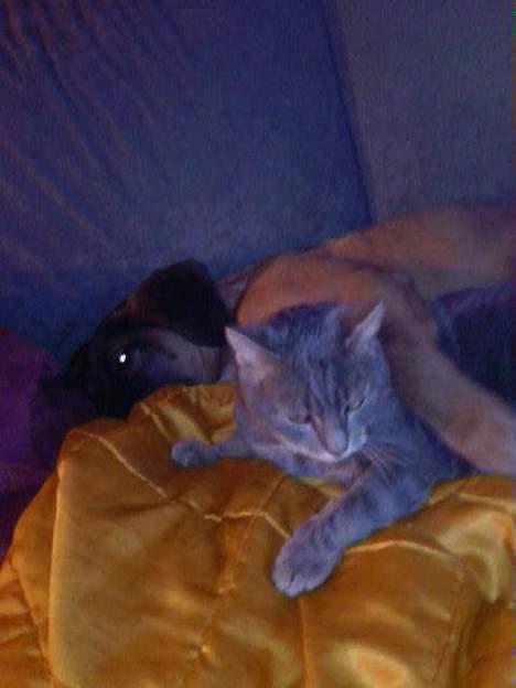 Huskat Ib - Ib og min nye hund Simba billede 6