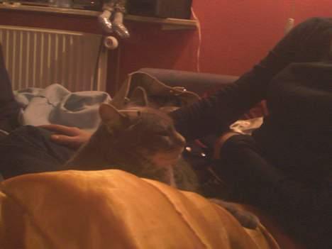 Huskat Ib - En smøg bag øret er altid godt billede 7