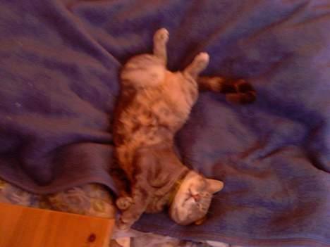 Huskat Ib billede 10