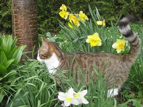 Huskat Pelle billede 12