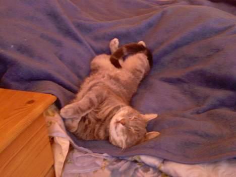 Huskat Ib billede 11