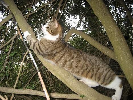 Huskat Pelle billede 13