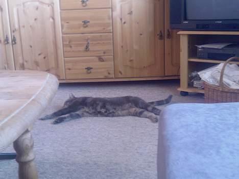 Huskat Ib billede 12